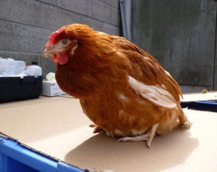 Symtom och orsaker till kloacit hos kycklingar, metoder för att behandla sjukdomen