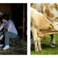 Anledningar och vad man ska göra om en ko sparkar under mjölkning, hur man kan förvirra henne