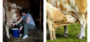 Gründe und was zu tun ist, wenn eine Kuh beim Melken tritt, wie man sie verwirrt