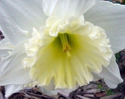 Description and characteristics of the Mount Hood narcissus, planting and care