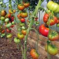 Eigenschaften und Beschreibung der Wildrosen-Tomatensorte, deren Ertrag