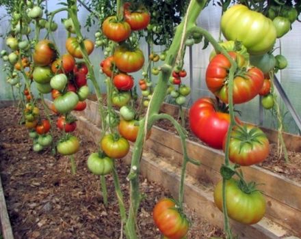 Egenskaber og beskrivelse af den vilde rosen tomatvariant, dens udbytte