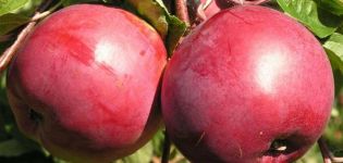 Popis a vlastnosti odrůdy jabloní Belorusskoe sladké, výsadba a péče