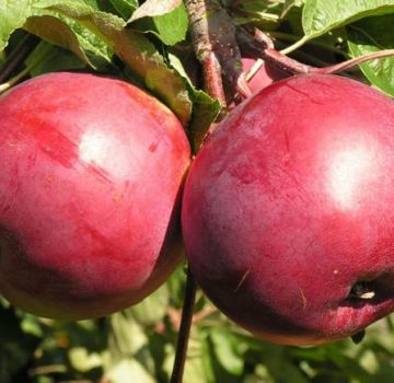 وصف وخصائص شجرة التفاح متنوعة Belorusskoe الحلو والغرس والرعاية