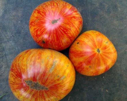 Descrizione e caratteristiche della varietà di pomodoro King of Beauty
