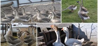 Описание и характеристики на китайските гъски, правилата за тяхното поддържане