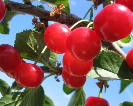 Mga paglalarawan at mga katangian ng mga varieties ng Meteor cherry, ang mga pakinabang at kawalan nito