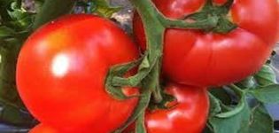 Beschrijving van de tomatenvariëteit Belfort, kenmerken van teelt en verzorging