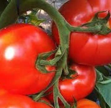 Descrizione della varietà di pomodoro Belfort, caratteristiche di coltivazione e cura