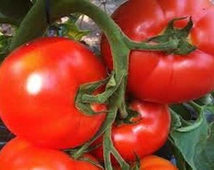 Beschreibung der Tomatensorte Belfort, Merkmale des Anbaus und der Pflege