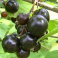 Les millors i noves varietats de grosella negra per als Urals, les seves descripcions i característiques