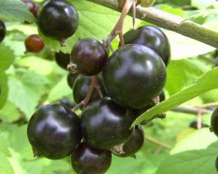 Les millors i noves varietats de grosella negra per als Urals, les seves descripcions i característiques