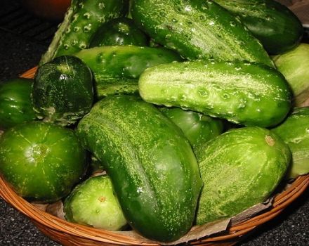 Description of the Son of the Shelf cucumber variety, features of cultivation and care