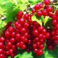 Description of the red currant variety Jonker van Tets, cultivation and care