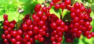 Descrierea soiului de coacăze roșii Jonker van Tets, cultivare și îngrijire