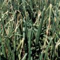 How to deal with powdery mildew on onions folk remedies?
