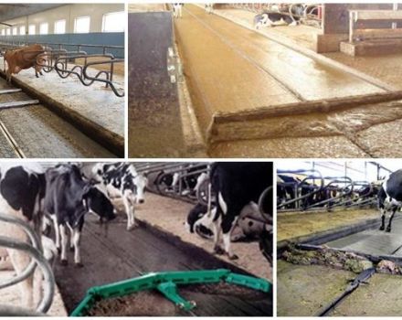 Manure removal systems in the barn, top 4 methods and manure processing