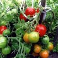 Opis sorte rajčice Šećerna usta, njegove karakteristike i prinos