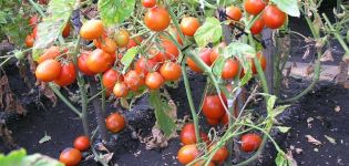 Beschrijving van de tomatenvariëteit Kmicits, kenmerken van zorg en opbrengst