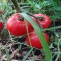 Cukraus milžiniškų pomidorų veislės savybės ir apibūdinimas, derlius