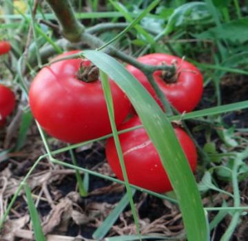 Características y descripción de la variedad de tomate gigante del azúcar, su rendimiento.