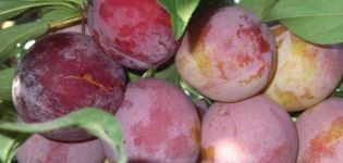 Description of plum variety Otsark Premier and pollinators, cultivation and care