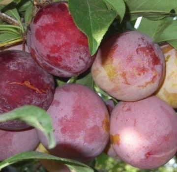 Descrizione della varietà di prugne Otsark Premier e impollinatori, coltivazione e cura