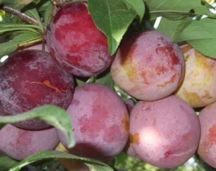 Description of plum variety Otsark Premier and pollinators, cultivation and care