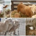 Descripción y características de las ovejas de la raza Katun que no necesitan ser esquiladas.