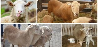Opis i cechy charakterystyczne owiec rasy Katun, które nie wymagają strzyżenia