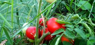 Tomaattilajikkeen Alpatiev ominaisuudet ja kuvaus