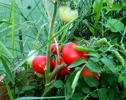 Características y descripción de la variedad de tomate Alpatiev.