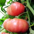 Características y descripción de diferentes variedades de tomates gigantes.