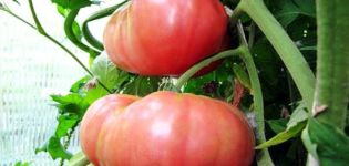 Milzu tomātu dažādu šķirņu raksturojums un apraksts