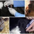 Why can a calf grind its teeth and treatment methods?