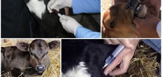 Årsager til hoste i en kalv, og hvordan man behandler den derhjemme