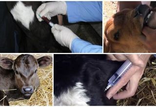 Perché un vitello può digrignare i denti e i metodi di trattamento?