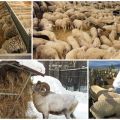 Wat eten schapen en rammen thuis, dieet en voedingsnormen