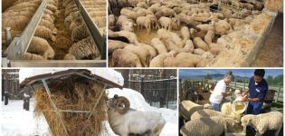 Was essen Schafe und Widder zu Hause, Diät- und Fütterungsnormen