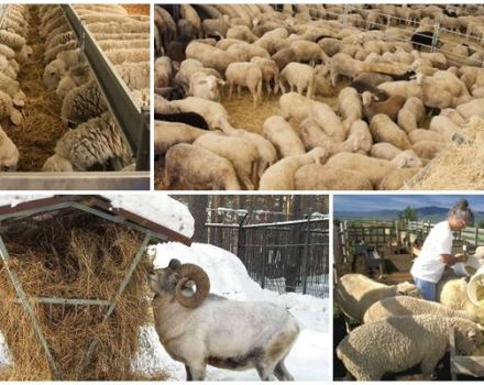 Wat eten schapen en rammen thuis, wat eten en voeren