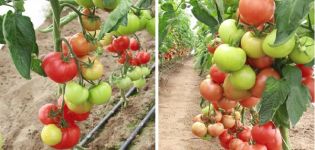 Tomaatti Magnus -lajikkeen kuvaus, ominaisuudet ja viljely