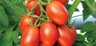Katenka F1 domates çeşidinin tanımı ve özellikleri