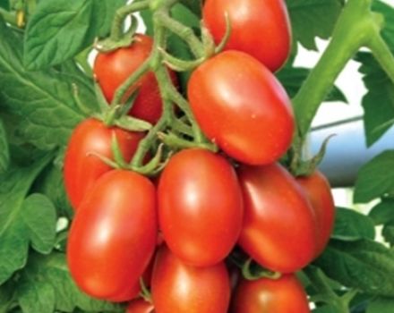 Beschrijving en kenmerken van het tomatenras Katenka F1