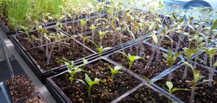 Fide, işleme ve ıslatma için domates tohumları nasıl hazırlanır