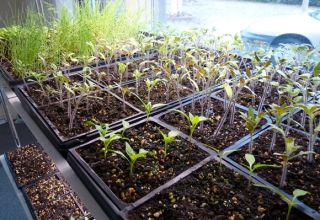 How to prepare tomato seeds for planting seedlings, processing and soaking