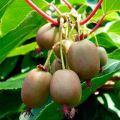 Planting and caring for actinidia (kiwi) in a greenhouse, open field and at home, growing rules