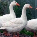 Descripción y características de los gansos de la raza Mamut, reglas de reproducción y cuidados.