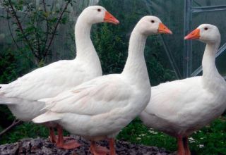 Descripción y características de los gansos de la raza Mamut, reglas de reproducción y cuidados.