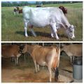 Wenn eine Kuh nach dem Abkalben in Hitze gerät, Anzeichen und Dauer des Östrus