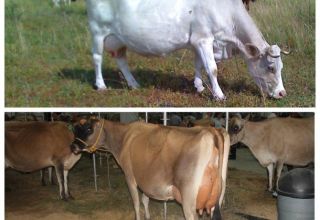Når en ko kommer i varme efter kalvning, tegn og varighed af østrus